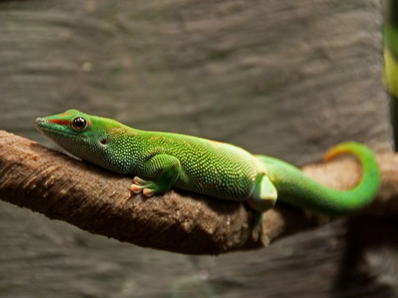 Geckos, reptiles de ‘diseño’